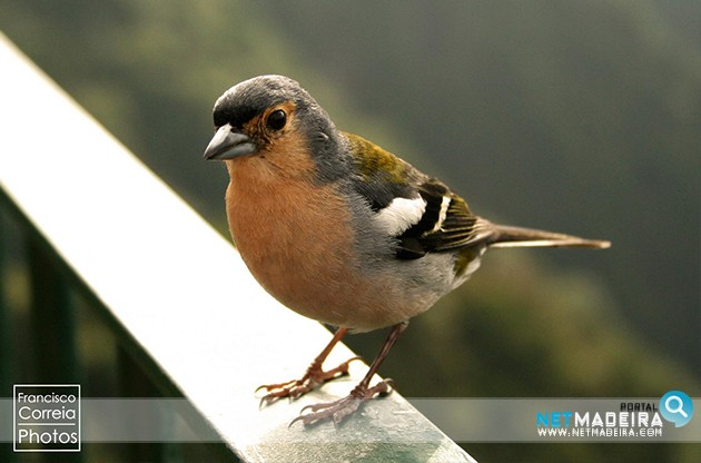 Foto Do Dia Portal NetMadeira Bis Bis
